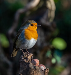 Robin Red Breast bird close up 