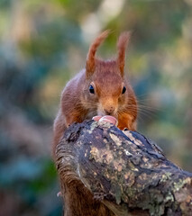 The endangered red squirrel on Anglesey 