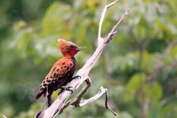 Ocher-backed Woodpecker (Celeus ochraceus), isolated, perched on a branch