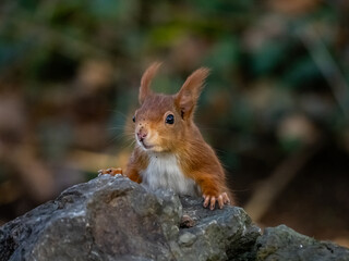 The endangered red squirrel on Anglesey 