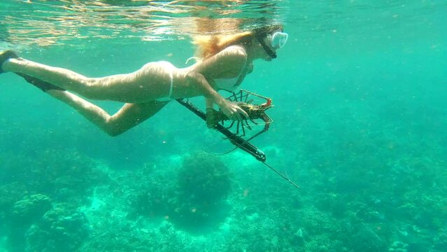 Swimming, diving and spear fishing in the ocean while in white bikini and holding crayfish. Seafood, swim and snorkeling dive with a female diver fishing with a tool to catch crustacean