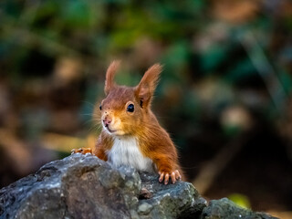 The endangered red squirrel on Anglesey 