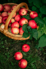 apples in a basket autumn harvest