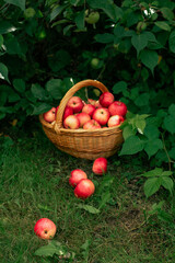 apples in a basket autumn harvest