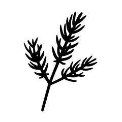 Pine leaf hand drawn illustration