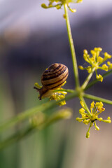 A tiny snail sits close up in a grass