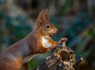 The endangered red squirrel on Anglesey 