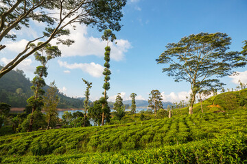 Tea plantation