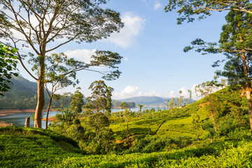 Tea plantation © Galyna Andrushko