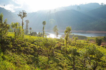 Obraz premium Tea plantation