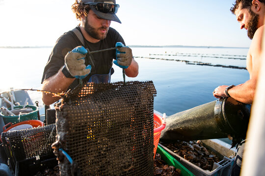 Oyster harvesting at sunrise on Narragansett Bay