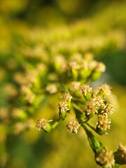 Solidago virgaurea