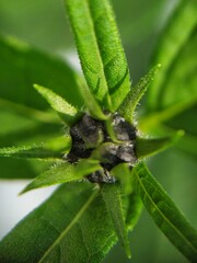Helianthus tuberosus