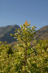 Obraz premium tree in the field