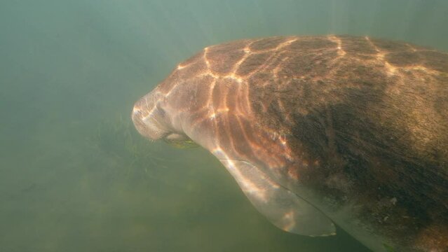 Super Slow Motion 4K 120fps: Manatee in the King's Bay, Crystal River, Florida, United States