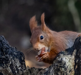 Naklejka na ściany i meble The endangered red squirrel on Anglesey 