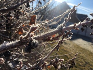 Branches and leaves and buds covered in morning frost