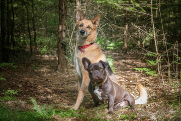 German Shepherd Saluki and French Bulldog in the forest