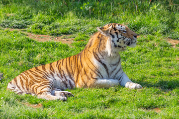 Fototapeta na wymiar Tiger in a wildlife zoo - one of the biggest carnivore in nature.