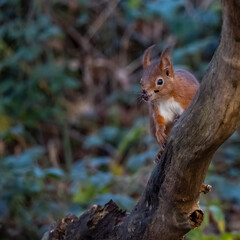 The endangered red squirrel on Anglesey 