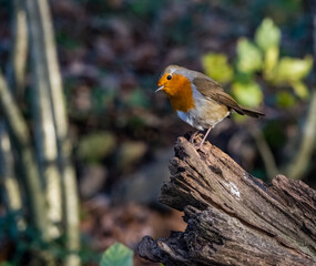 Robin Red Breast bird close up 