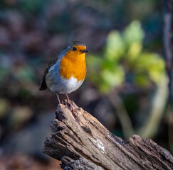 Robin Red Breast bird close up 