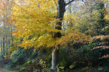 Autumn in the public park of The Hague