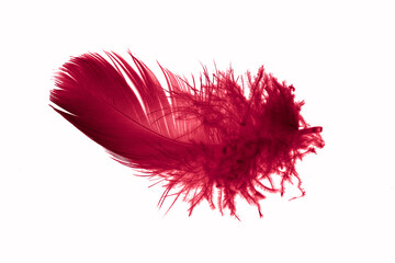 red goose feather on a white isolated background