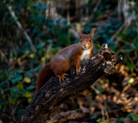 Naklejka na ściany i meble The endangered red squirrel on Anglesey 