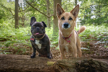 German Shepherd Saluki and French Bulldog in the forest