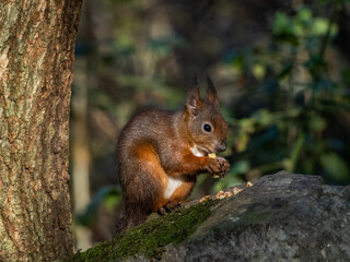 The endangered red squirrel on Anglesey 