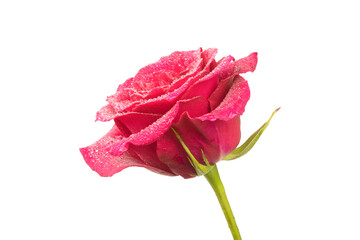 a single red rose with water droplets highlighted on a white background
