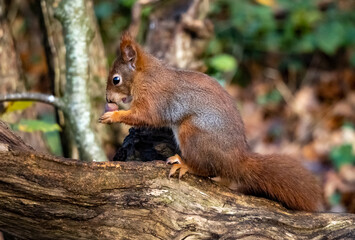 The endangered red Squirrel on the isle of Anglesey 