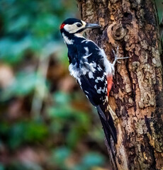 Woodpecker Views around the North wales island of Anglesey