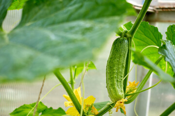 A green cucumber growing on a stem among the leaves in a greenhouse