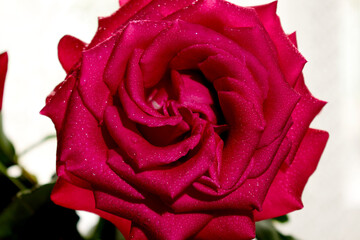 A red rose with water drops on the petals and a light background