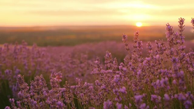 Beautiful lavender field without no people at sunset, slow motion, background, screensaver, footage.