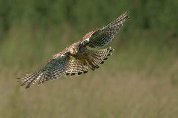 Female kestrel in flight