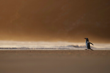 Gentoo penguin makes his way towards the sea in early morning light. Saunders Island, Falklands