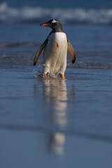 Obraz premium Gentoo penguin on his way into the ocean for a clean up and to feed