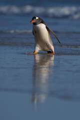 Gentoo penguin striding out of the ocean onto Saunders Island, Falklands