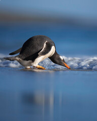 Gentoo penguin about to enter the southern ocean. Saunders Island, Falklands
