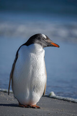 Gentoo penguin taking a little rest on Saunders Island, Falklands