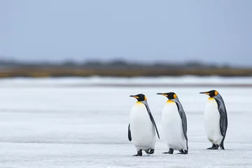 Fotobehang Three Kings. Three king penguins in a line on the snow on South Georgia, South Atlantic. © Lindsey