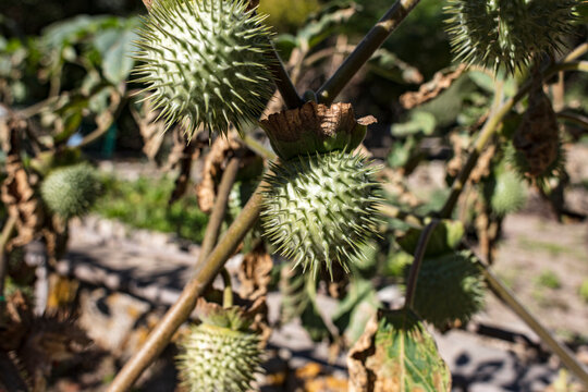 Seed, Spiny Capsules, Fruit Of Solanaceae, Datura Stramonium L., Contain Tropane Alkaloids