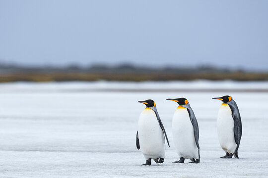 Three Kings. Three king penguins in a line on the snow on South Georgia, South Atlantic.