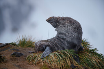 Fototapeta premium Adult fur seal showing great flexibility as it sits amongst the rocks and grass tussocks of Gold Cove, South Georgia in the rain