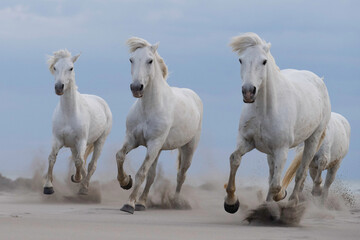 White horses gallop across the sandy beach of the Camargue, South of France