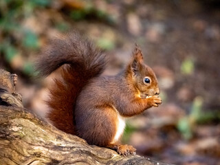 Naklejka na ściany i meble Red Squirrel - Views around the North wales island of Anglesey