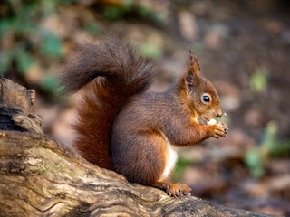 Naklejka na ściany i meble Red Squirrel - Views around the North wales island of Anglesey